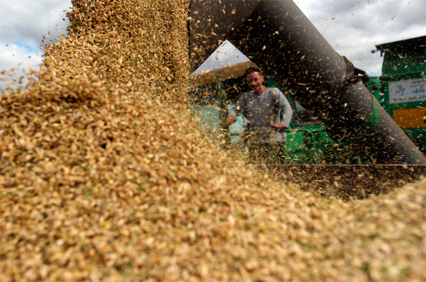 Темпы уборки зерна и его урожай в России заметно ниже прошлогоднего уровня