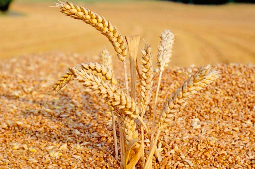 Пошлина на экспорт из России пшеницы, меслина и ячменя снизятся с 31 августа