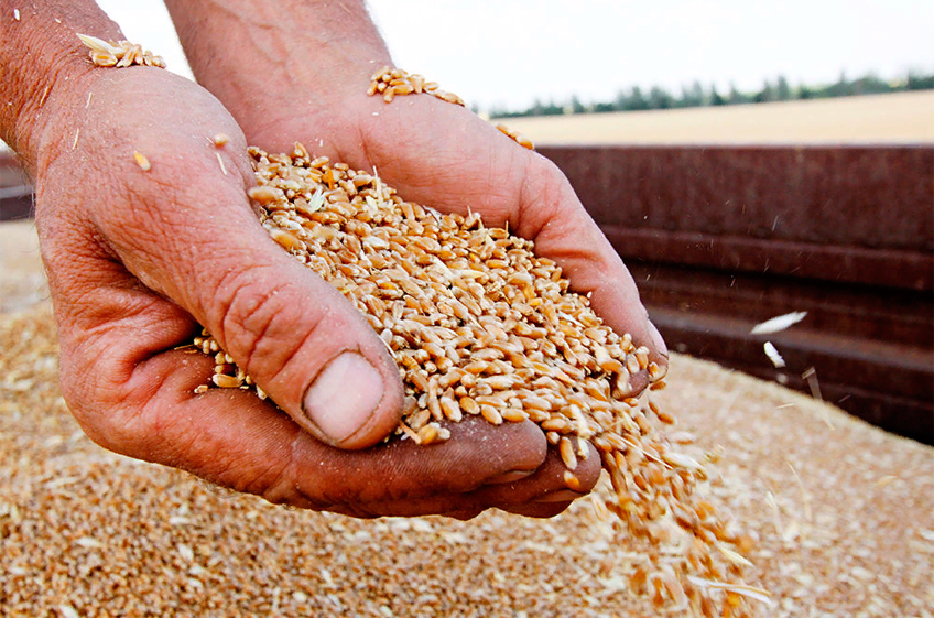 В госфонд России 30 августа было закуплено 1,35 тыс. тонн зерна