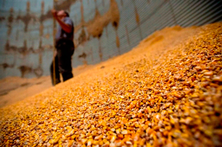 РЗС: Россия в текущем году может потерять до 15% урожая зерна