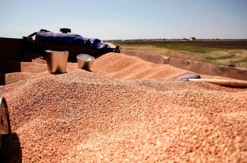 Потенциал России по экспорту пшеницы в этом сельхозгоду превышает 50 млн тонн