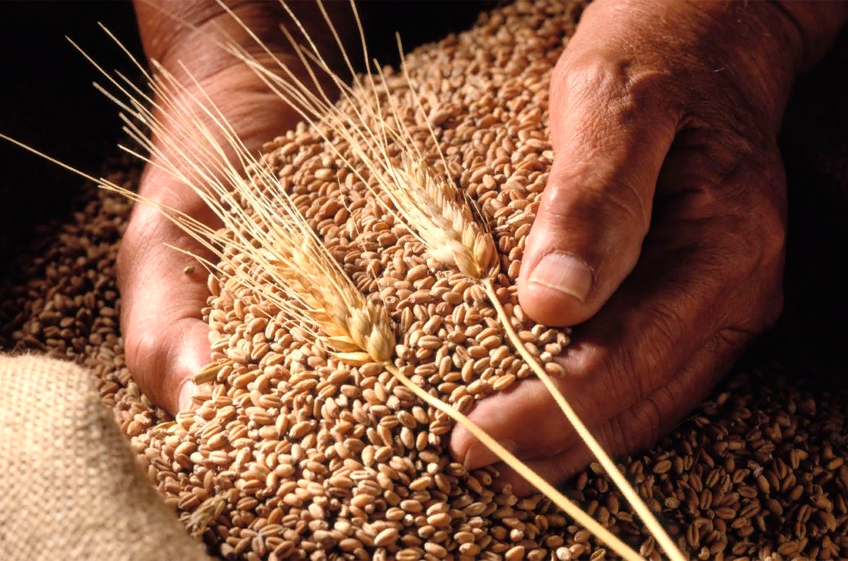 Минсельхоз РФ: проблем с семенами для осеннего сева не будет