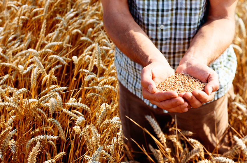 Кого затронет возможное сокращение урожая российского зерна?