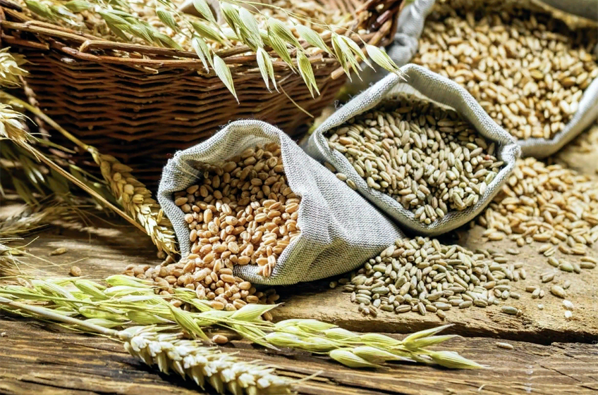 Росстат: запасы зерна в сельхозорганизациях России к 1 ноября выросли в 1,4 раза
