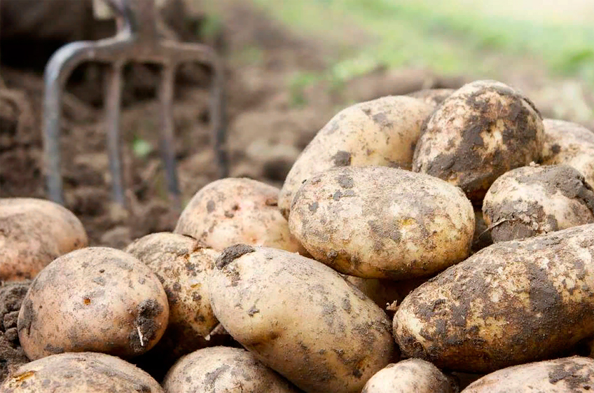 Минсельхоз РФ: урожай картофеля в России 2022 году ожидается на уровне прошлого года