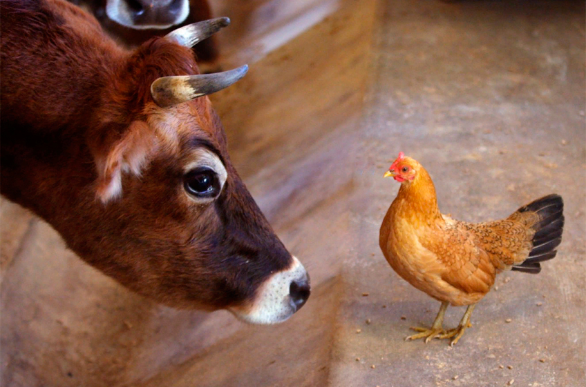 Правительство РФ утвердило квоты на импорт говядины и птицы в 2023 году
