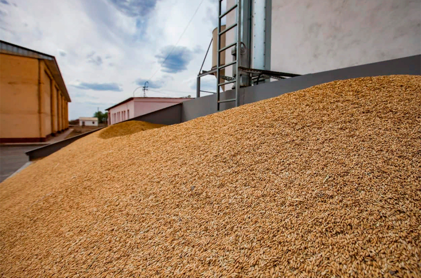 «СовЭкон» повысил оценку урожая пшеницы в России в 2023 году до 86 млн тонн