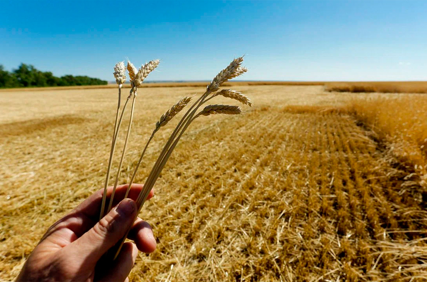 Правительство РФ окажет дополнительную поддержку для аграриев, застраховавших посевы от неурожаев