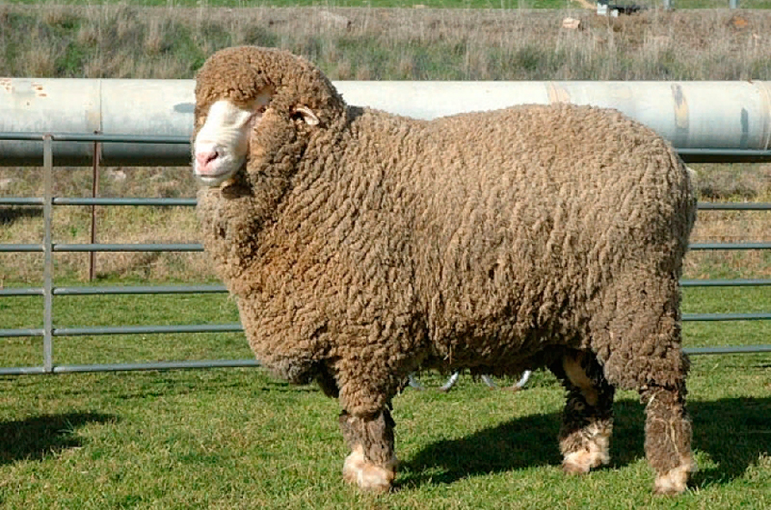 В Дагестане вывели новую породу овец