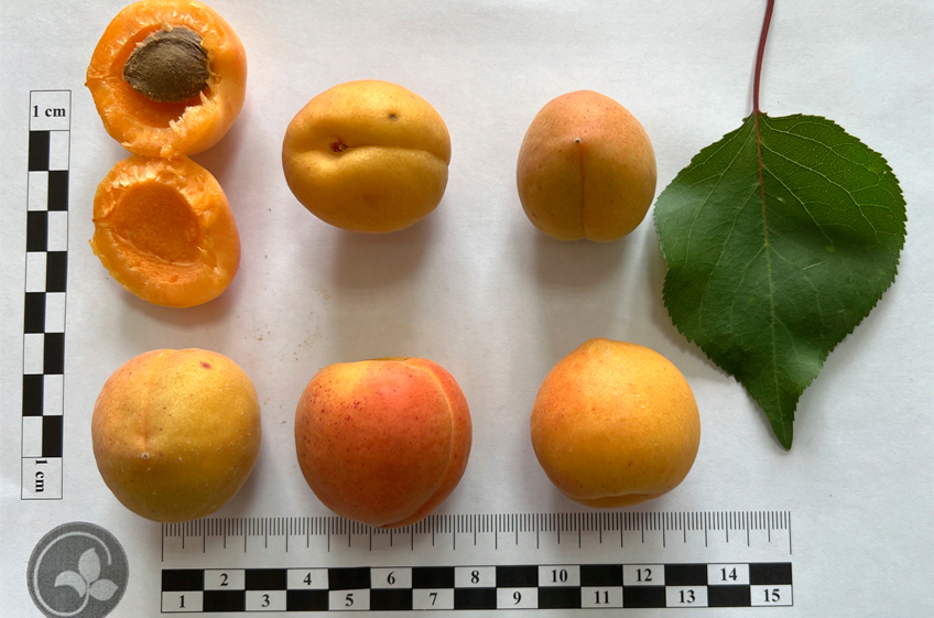 Челябинские ученые вывели выдерживающий 40-градусный мороз сорт абрикоса