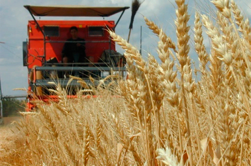 Русагротранс спрогнозировал урожай зерновых в 2023 году на уровне 128,6 млн тонн