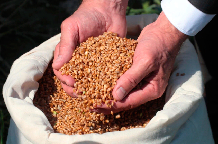 ИКАР о сборе зерна в 2022 году: грандиозный урожай — это и грандиозная проблема