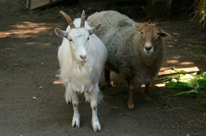 Опубликованы новые ветеринарные правила содержания овец и коз