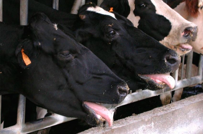 Как защитить скот на ферме от теплового стресса