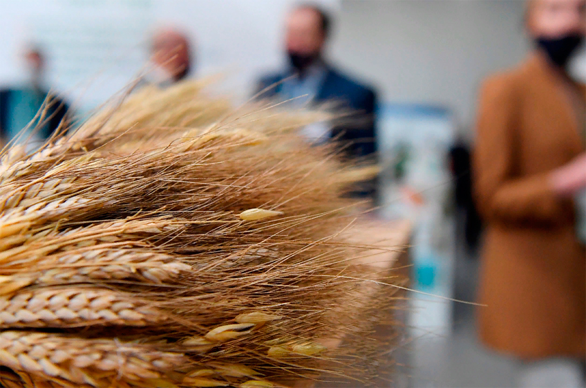 Российские производители не ждут роста цен на пшеницу из за геополитического кризиса