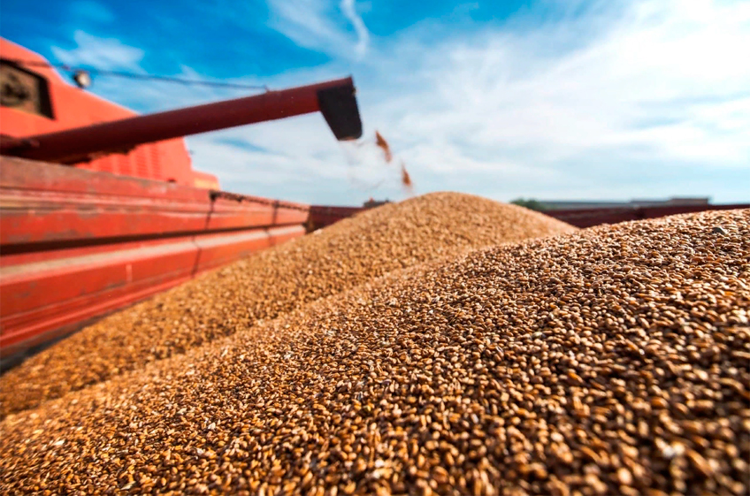 Экспорт пшеницы из России за январь — ноябрь 2021 года снизился на 10,8%