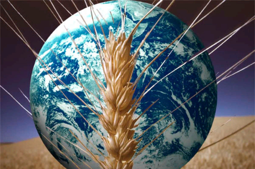 "СовЭкон": мировой рынок пшеницы резко вырос на фоне трений между Россией и Западом