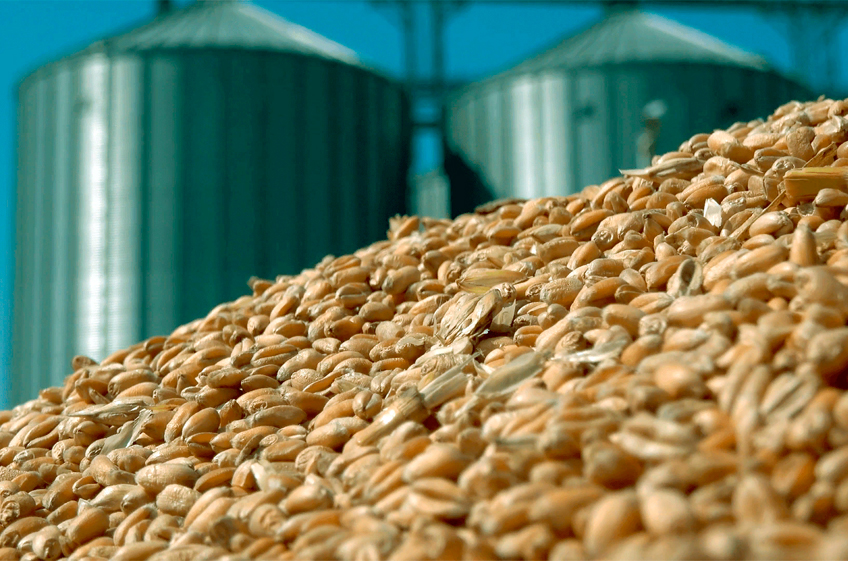 Экспортная пошлина на пшеницу из России с 19 января снизится до 97,5 доллара за тонну