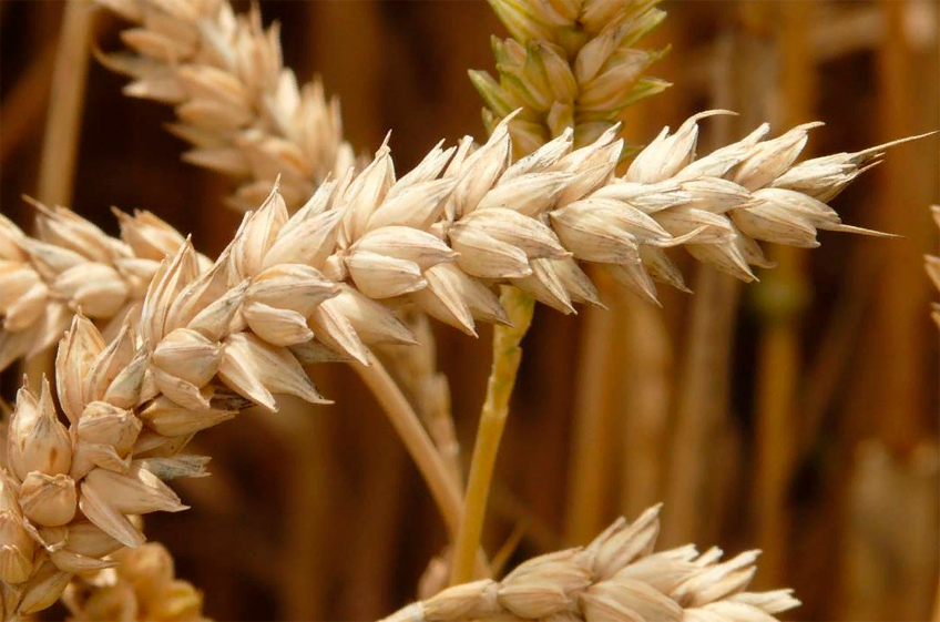 В январе цены на пшеницу на российском рынке выросли