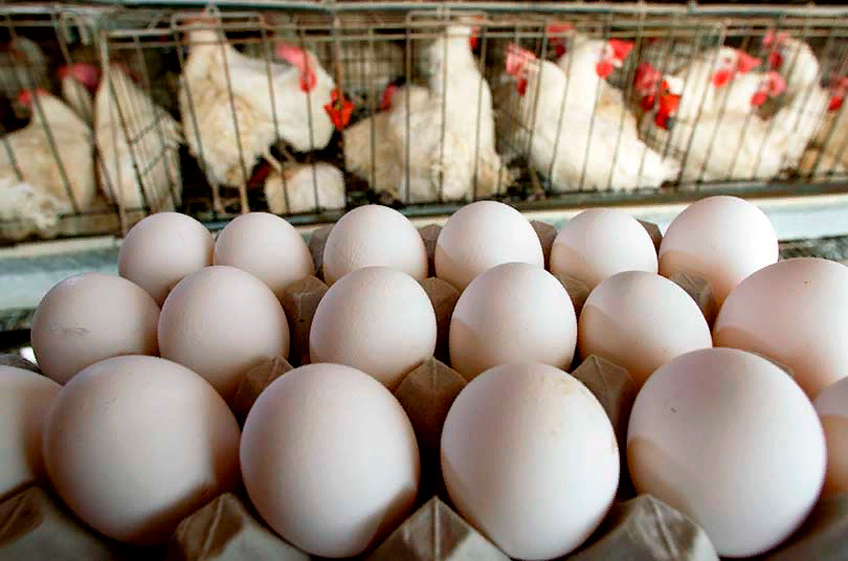 Россиян предупредили о подорожании яиц и мяса