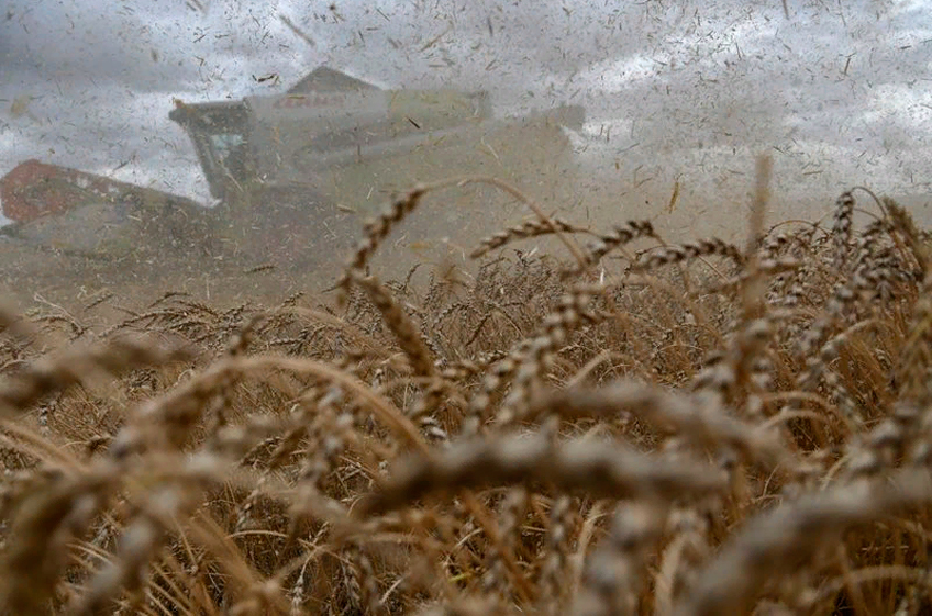Рентабельность производства пшеницы в России в 2021 году снизилась впервые за последние годы