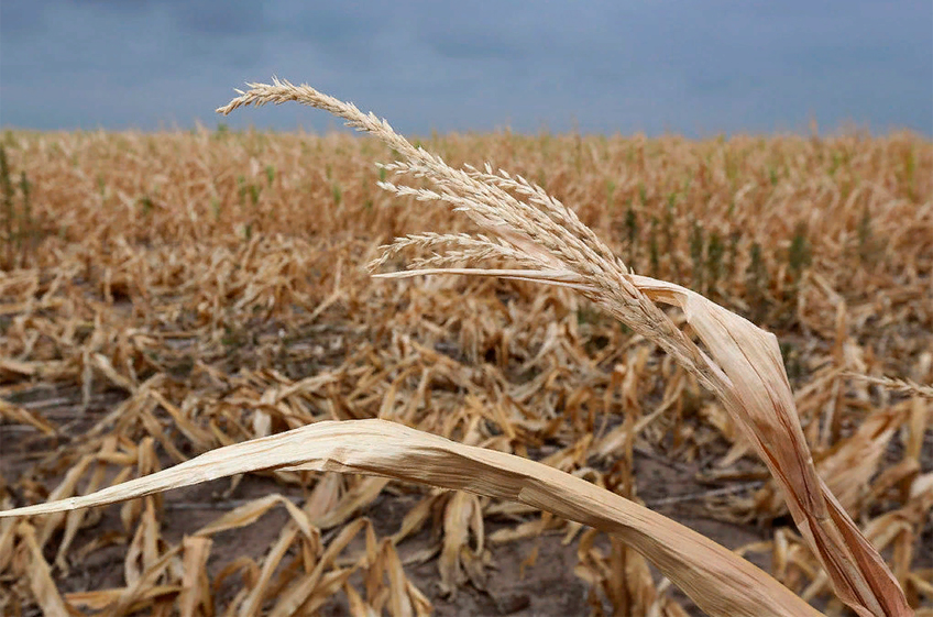 Выросла урожайность. Неурожай пшеницы. Засуха в поле. Засуха пшеница. Снижение урожая.