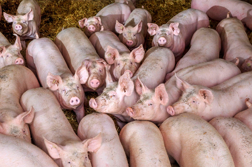 Российские свиноводы опасаются перепроизводства свинины