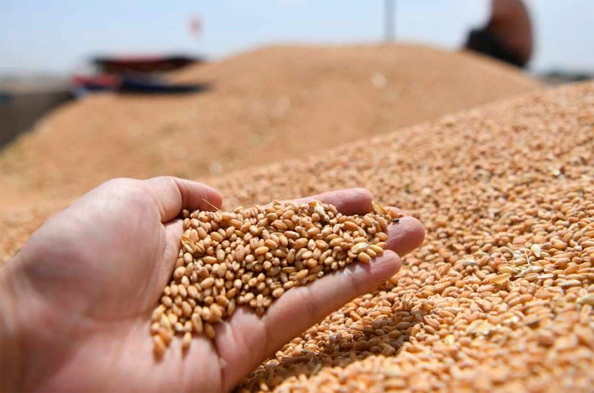 Экспорт зерна из России с начала текущего сельхозгода составил 42,6 млн тонн