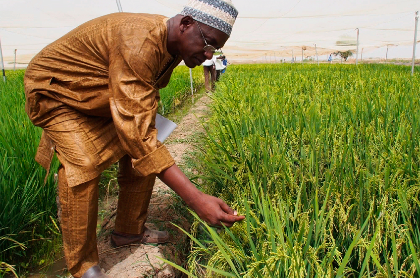 Канада выделит 77 млн долларов Африке на поддержку сельского хозяйства