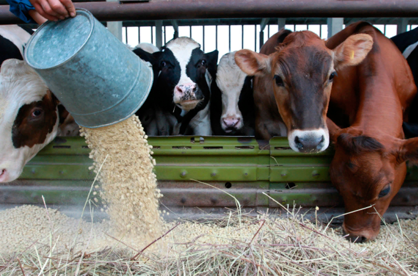 В России упростили процедуру госрегистрации кормовых добавок для животных