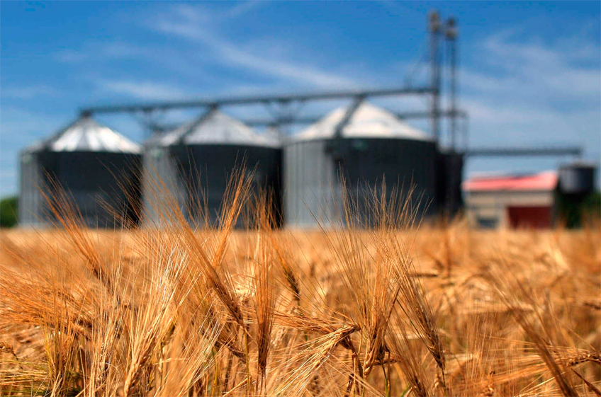 Росстат: запасы зерна в российских сельхозорганизациях на 1 мая выросли на 6,1%