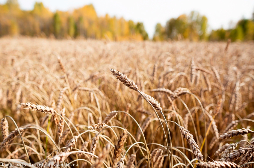 РЗС повышает прогноз сбора урожая пшеницы в 2022 году, но рекорда по-прежнему не ожидает