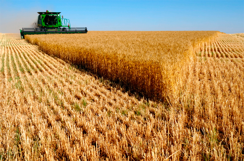 МСЗ сохранил прогноз экспорта пшеницы из Рорссии в новом сельхозгоду на уровне 37,1 млн тонн