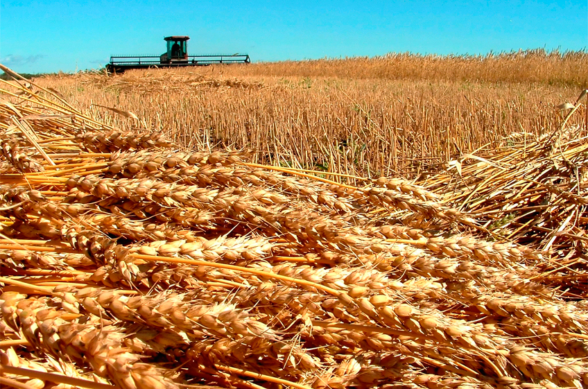 На юге России формируются стартовые цены на пшеницу нового урожая