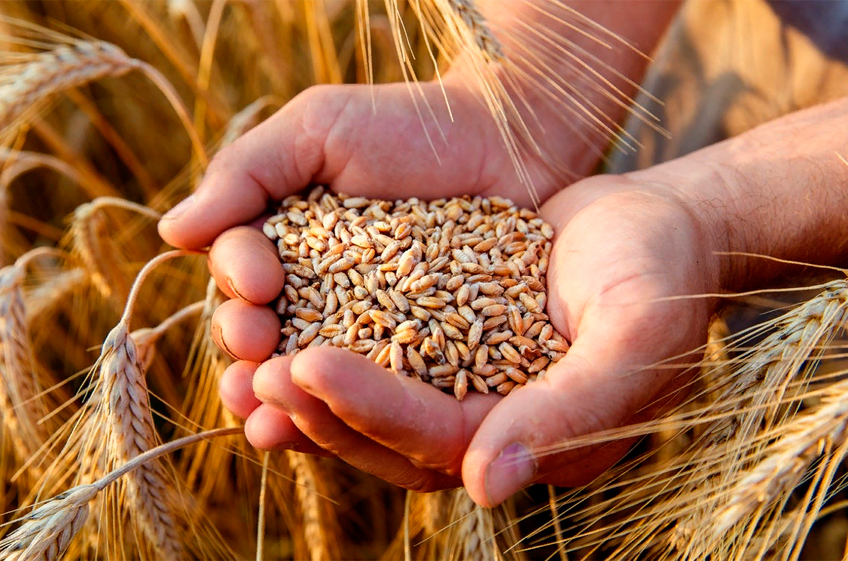 Россия в мае текущего года экспортировала 1,26 млн тонн пшеницы против 675 тыс. тонн годом ранее