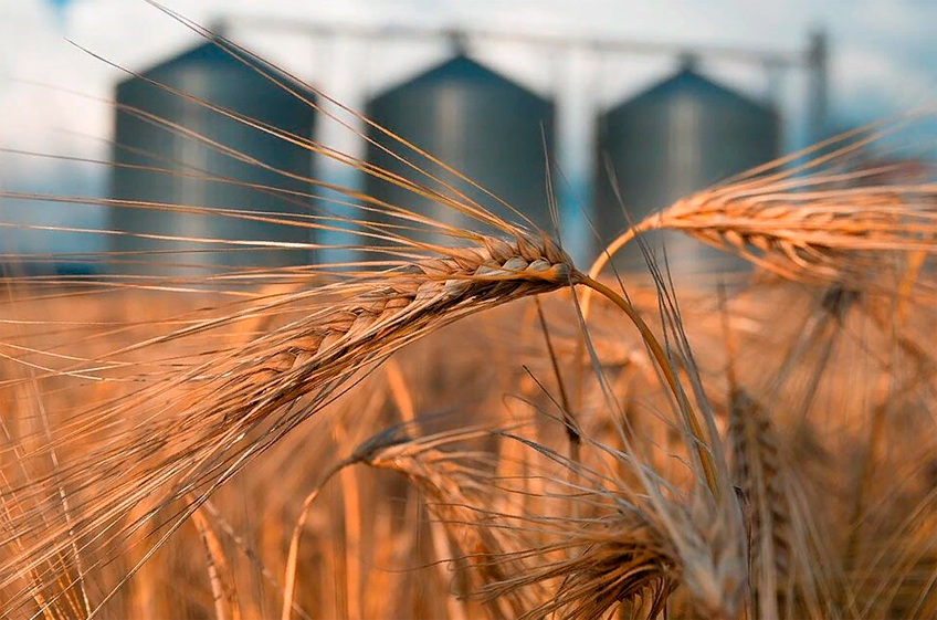 Россия с 16 июня повысит пошлину на экспорт пшеницы