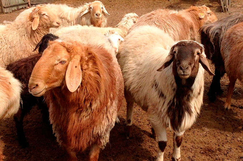 Российские ученые вывели новый тип овец, мясо которых содержит больше белка