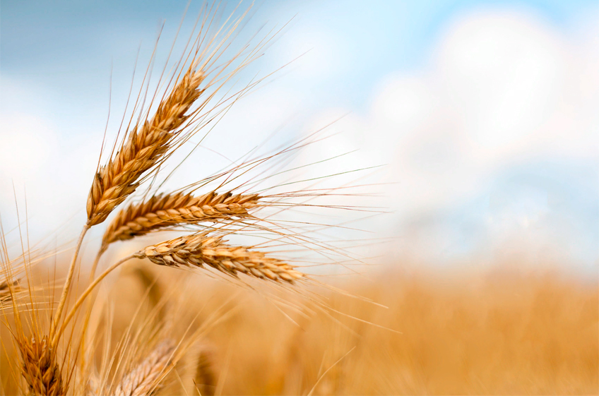 В России нашли способ повысить урожайность пшеницы с помощью бацилл