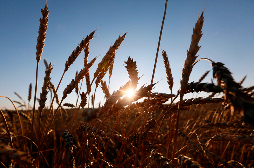 Аграрии ФРГ предупредили о напряженности на рынках зерна в ближайшей перспективе