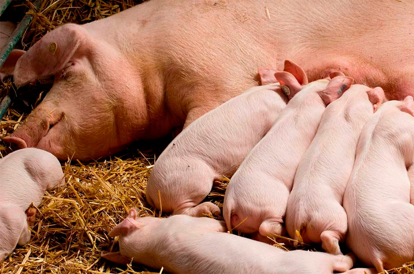 Купить свиноматок или вырастить их самому?