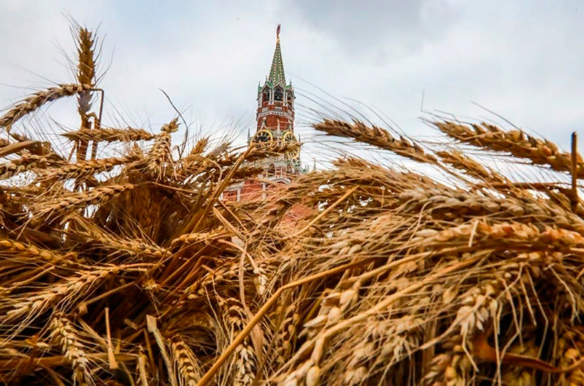 Кубань Житница России. Урожай пшеницы. Российская пшеница. Рекордный урожай пшеницы.