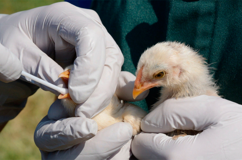 Ученые нашли клетки для борьбы с инфекционными болезнями птиц