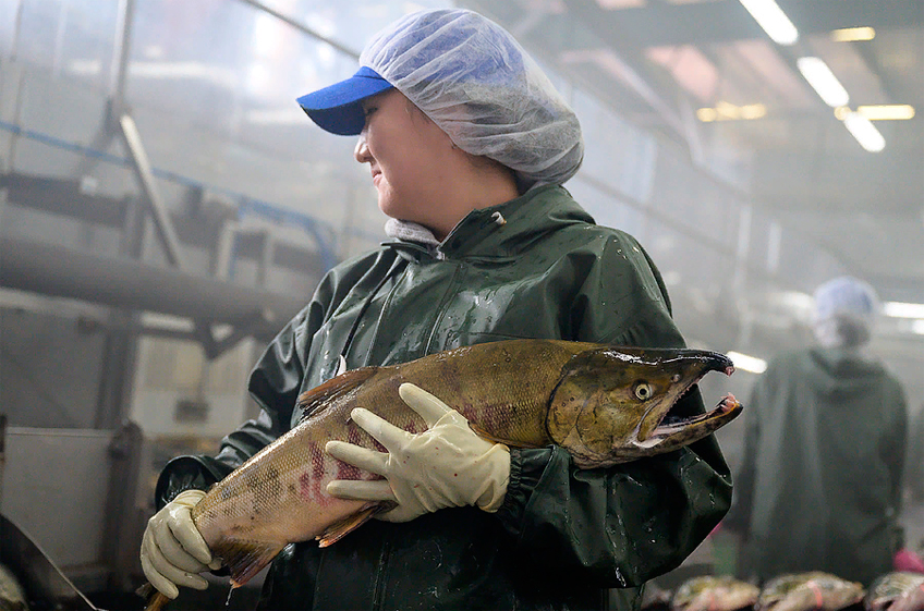 Экспорт рыбы из России в январе вырос на 19,5%
