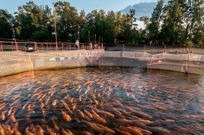 В Северной Осетии к 2025 году появится селекционно-племенной центр рыбоводства