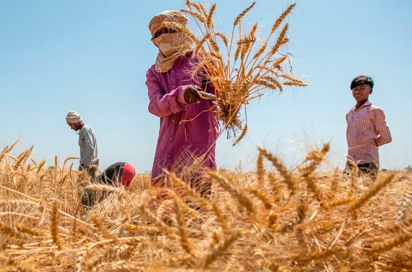 Индия оставит в силе запрет на экспорт пшеницы