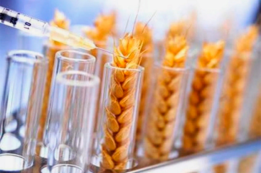 В Аргентине разрешено выращивание ГМ-пшеницы