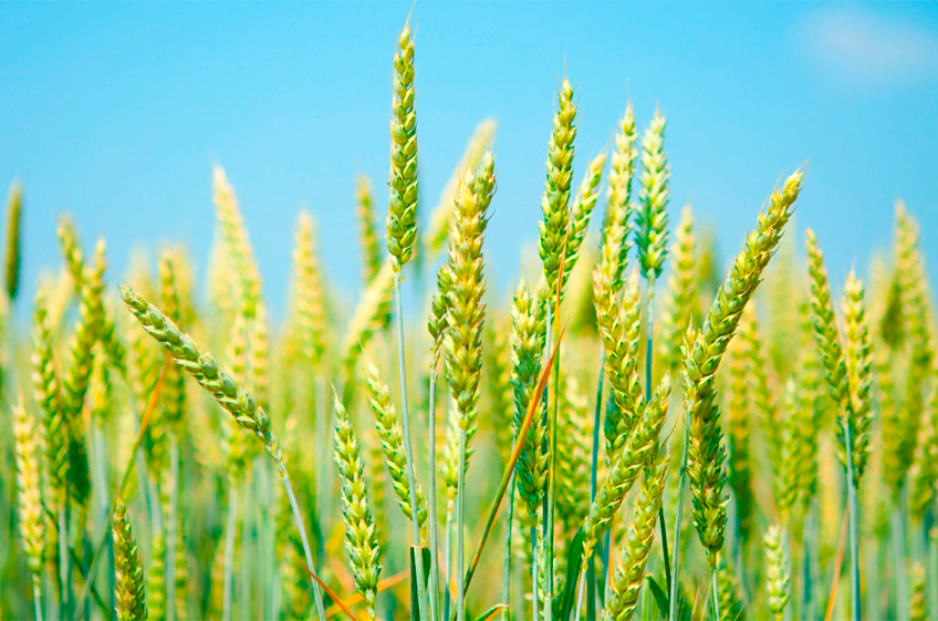 Московская биржа начинает расчет индекса стоимости пшеницы