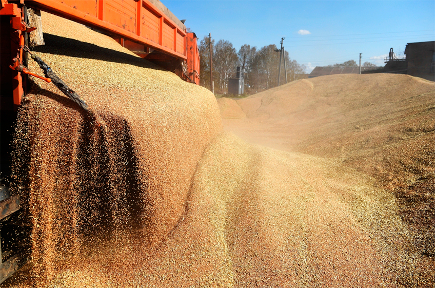 Российская пшеница урожая-2022 стремительно дорожает на фоне рисков дефицита зерна в мире