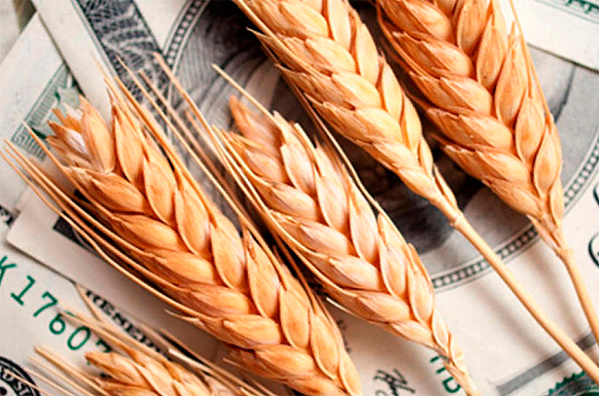 Цена на пшеницу побила рекорд на европейском рынке