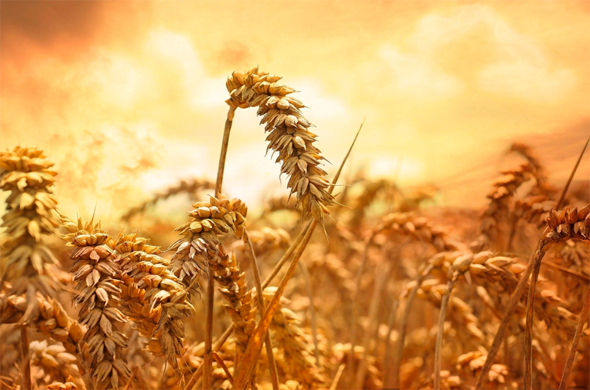 "СовЭкон" повысил прогноз по урожаю пшеницы в России в 2022 году до 88,6 млн тонн